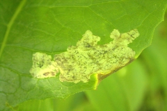 Liriomyza taraxaci