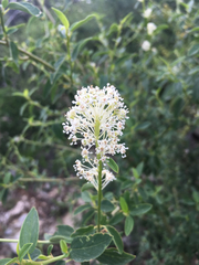 Ceanothus