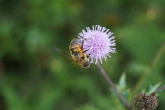 Eristalis tenax