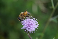 Eristalis tenax