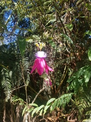 Passiflora rogitamensis