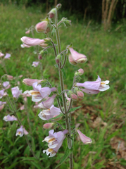 Penstemon australis
