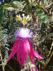 Passiflora rogitamensis