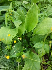 Alisma plantago-aquatica