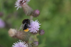 Bombus lapidarius