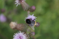 Bombus lapidarius