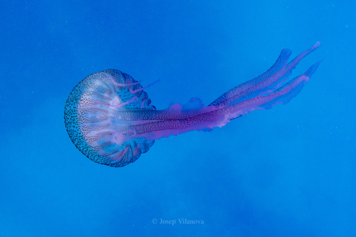 Medusa luminosa