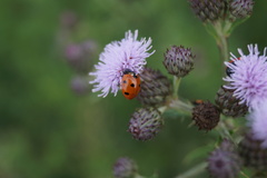 Coccinella septempunctata