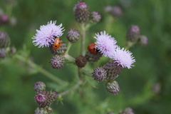 Coccinella septempunctata