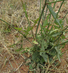 Asteraceae