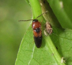 Ampedus areolatus