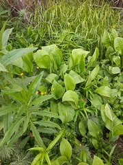 Alisma plantago-aquatica