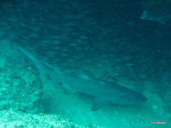 Carcharias taurus