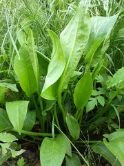 Alisma plantago-aquatica
