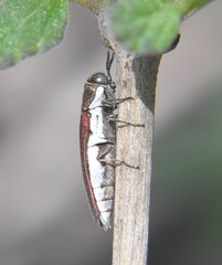 Agrilus rubrovittatus