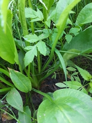 Alisma plantago-aquatica