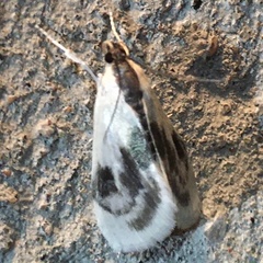 Cliniodes ostreonalis