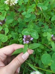 Prunella vulgaris