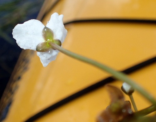 Image of Sagittaria kurziana by (c) mfeaver, some rights reserved (CC BY)