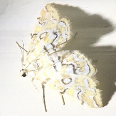 Elophila icciusalis