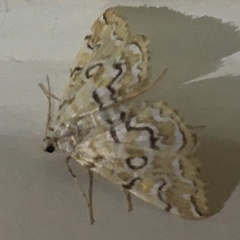Elophila icciusalis