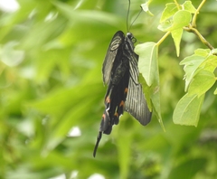 Papilio demetrius demetrius
