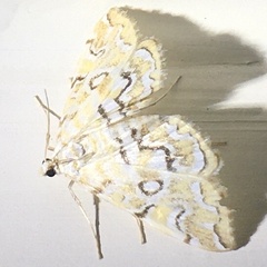 Elophila icciusalis