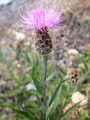 Cheirolophus sempervirens