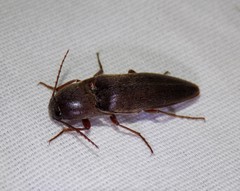Diplostethus texanus