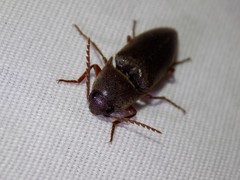 Diplostethus texanus