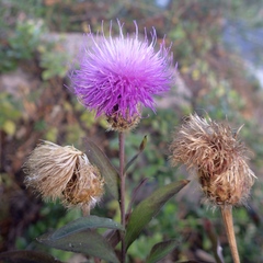 Cheirolophus sempervirens