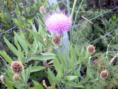 Cheirolophus sempervirens