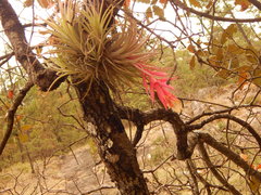 Tillandsia erubescens