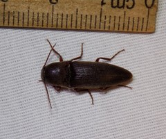 Diplostethus texanus