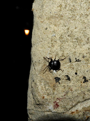 Accanthopus velikensis