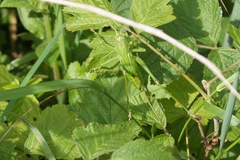 Tettigonia viridissima