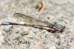 Argia munda