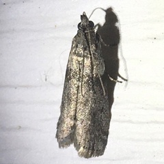 Sciota subcaesiella