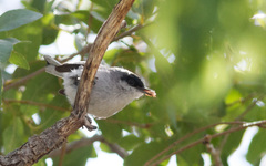 Polioptila nigriceps