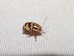 Cryptocephalus leucomelas