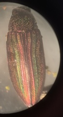 Buprestis striata