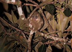Pseudochirops archeri