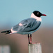 Laughing Gull - Photo (c) Jerry Oldenettel, some rights reserved (CC BY-NC-SA)