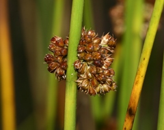 Juncus conglomeratus