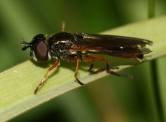 Pyrophaena granditarsis