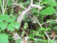 Somatochlora linearis