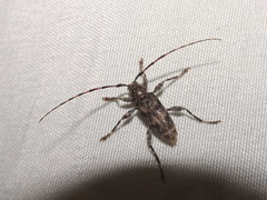 Graphisurus fasciatus