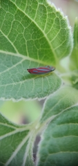 Graphocephala coccinea