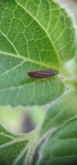 Graphocephala coccinea