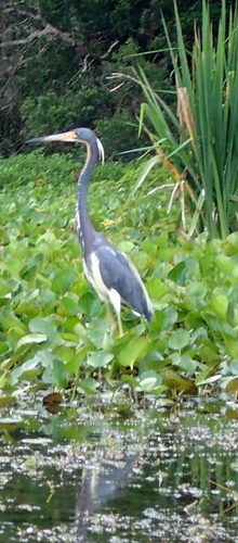 Egretta tricolor image